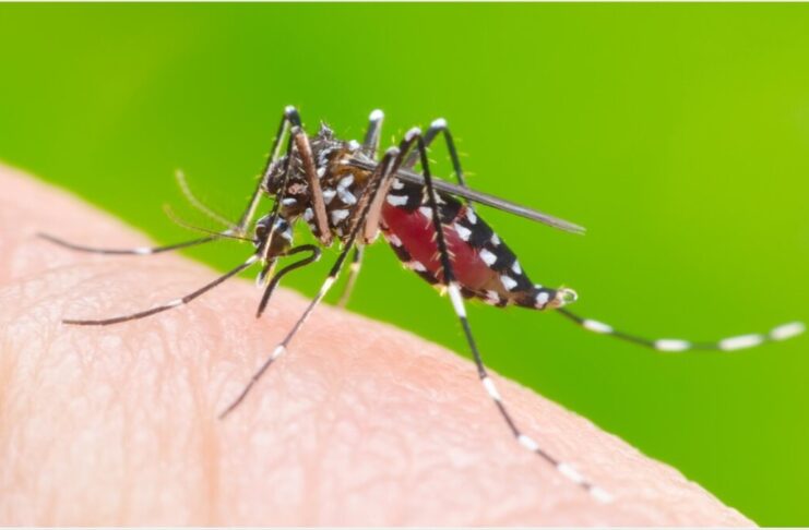 Dengue Fever - Dietary Tips